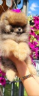 Pomeranian Spitz Boo �t�n�