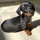 Nádherná štěňata jezevčíka, pejska a fenky. Nádherná štěňata jezevčíka, pejska a fenky.