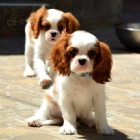 Kavalír King Charles španěl štěňata. Kavalír King Charles španěl štěňata.