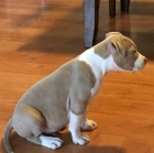 Štěňata Pitbull. Štěňata Pitbull.