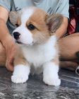 Čistokrevná štěňata Pembroke Welsh Corgi. Čistokrevná štěňata Pembroke Welsh Corgi.