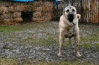 Tureck� Kangal �t��ata na prodej
