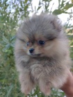 Pomeranian Boo �t��ata