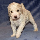 Prod�m �t��ata trpasli��ho pudla.