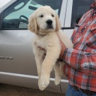 Čistokrevná štěňata zlatého retrívra. Čistokrevná štěňata zlatého retrívra.