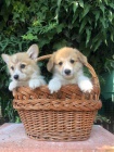 Vel�sk� Corgi Pembroke �t��ata