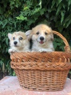 Vel�sk� Corgi Pembroke �t��ata