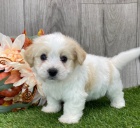 Prod�m o�kovan� a zdrav� �t��ata mini havanese.