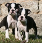 Prod�m �t��ata bostonsk�ho teri�ra