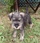 Standardn� kn�ra� �t��ata