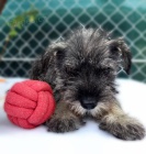 Standardn� kn�ra� �t��ata