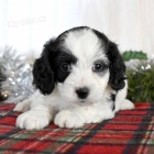 Roztomilé štěňátka kakadu. Roztomilé štěňátka kakadu.