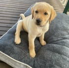 Štěňata zlatého retrívra. Štěňata zlatého retrívra.