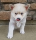 Kr�sn� �t��ata Pomskies na prodej (k��enec sibi�sk� a pomeranian)