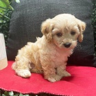 Prod�m kr�sn� o�kovan� �t��ata Cavapoo.