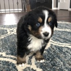 Prod�m �t��ata australsk�ho ov��ka