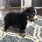 Prod�m �t��ata australsk�ho ov��ka