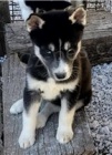 Krásné štěňata sibiřského husky. Krásné štěňata sibiřského husky.