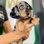 Krásná štěňata jezevčíka. Krásná štěňata jezevčíka.