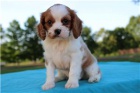 Kavalír King Charles Španěl štěňata. Kavalír King Charles Španěl štěňata.