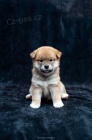 Shiba inu �t��ata