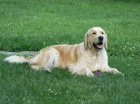 Golden retriever s PP - �t��ata /zlat� retr�vr/