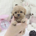 Prod�m o�kovan� �t��ata toy pudla.