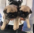 Krásná štěňata mopslíků. Krásná štěňata mopslíků.