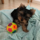 Čistokrevná štěňata Tiny Yorkie. Čistokrevná štěňata Tiny Yorkie.
