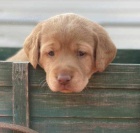 Prod�m �t��ata labradorsk�ho retr�vra.