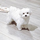 Drobná maltská štěňata. Drobná maltská štěňata.