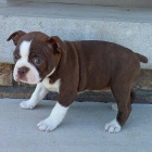 Chytrá štěňata Bostonského teriéra. Chytrá štěňata Bostonského teriéra.