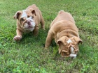 Registrovaná štěňata anglického buldoka. Registrovaná štěňata anglického buldoka.