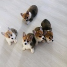 Ohromující štěňata Welsh Corgi Pembroke. Ohromující štěňata Welsh Corgi Pembroke.