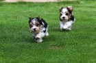 Biewer terrier Biewer terrier