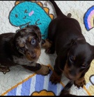 KC Štěňata německého ovčáka. KC Štěňata německého ovčáka.