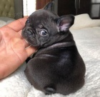 krásná štěňata francouzského buldočka k adopci krásná štěňata francouzského buldočka k adopci