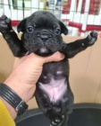 krásná štěňata francouzského buldočka k adopci krásná štěňata francouzského buldočka k adopci