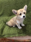 Vel�sk� Corgi Pembroke �t��ata