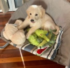 Štěňata zlatého retrívra. Štěňata zlatého retrívra.