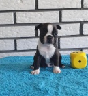 Registrovaná štěňata Boston teriéra. Registrovaná štěňata Boston teriéra.