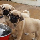 Mops štěňata. Mops štěňata.