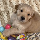 Štěňata zlatých retrívrů. Štěňata zlatých retrívrů.