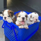 Štěňata anglického buldoka. Štěňata anglického buldoka.