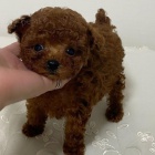 Štěňata pudlů. Štěňata pudlů.