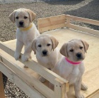Štěňata labradorského retrívra. Štěňata labradorského retrívra.