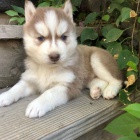 Krásné sibiřské husky štěňata. Krásné sibiřské husky štěňata.