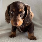 Krásná štěňata jezevčíků. Krásná štěňata jezevčíků.