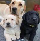 Krásná štěňata labradorského retrívra. Krásná štěňata labradorského retrívra.