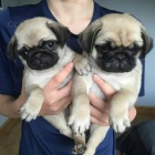 Nádherná štěňata mopslíků. Nádherná štěňata mopslíků.